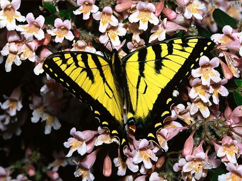yellow butterfly on flowers
