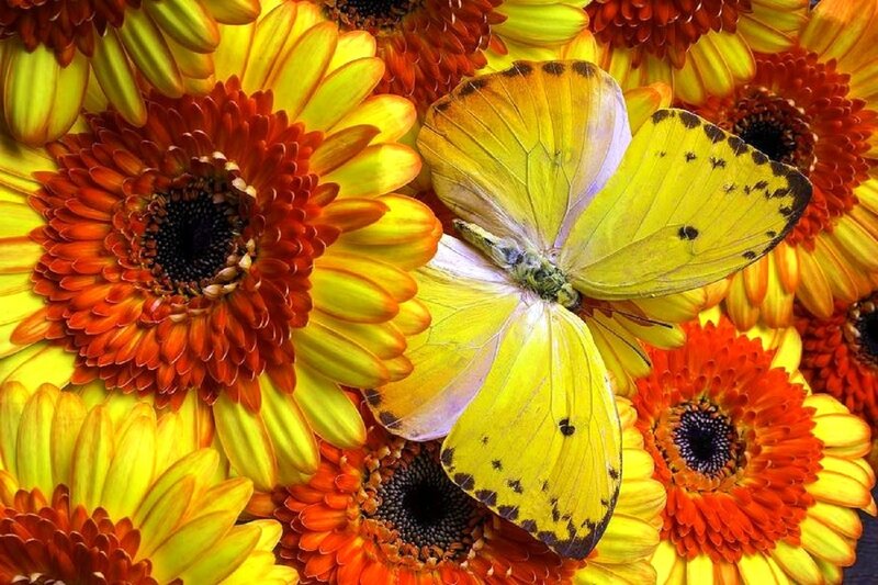 Yellow Butterfly on Flowers — Vibrant, Photograph, Petals