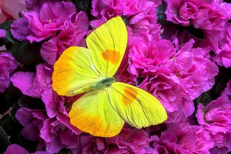 Yellow Butterfly on Flowers — Vibrant