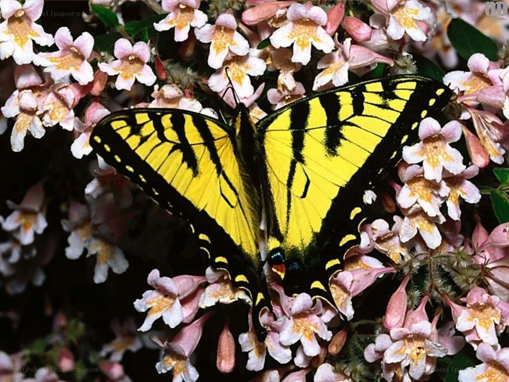 yellow butterfly on flowers