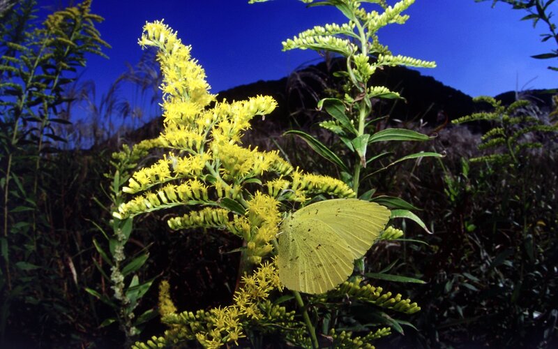Yellow butterfly on goldenrod