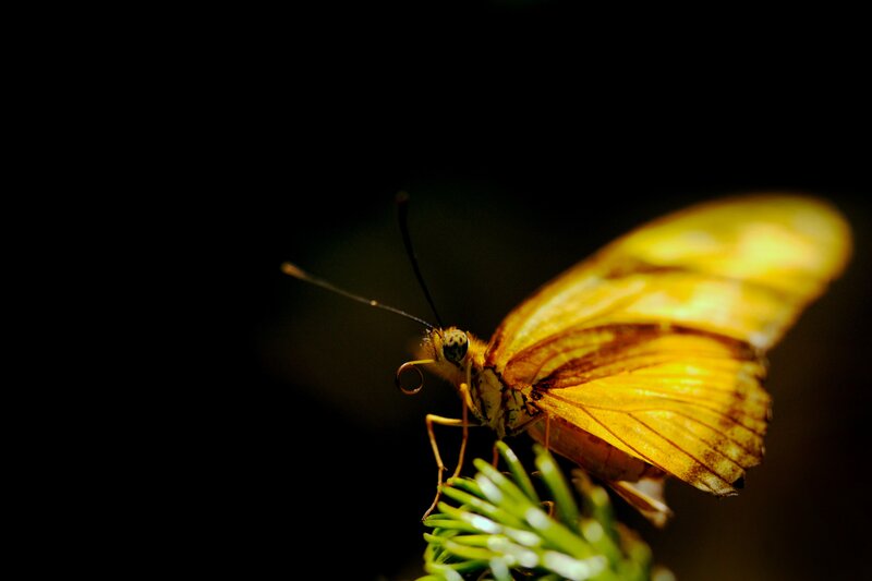 Yellow butterfly on green branch