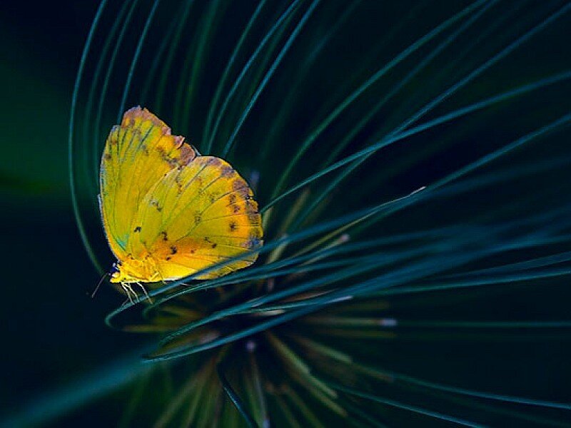 Yellow butterfly on green leaf