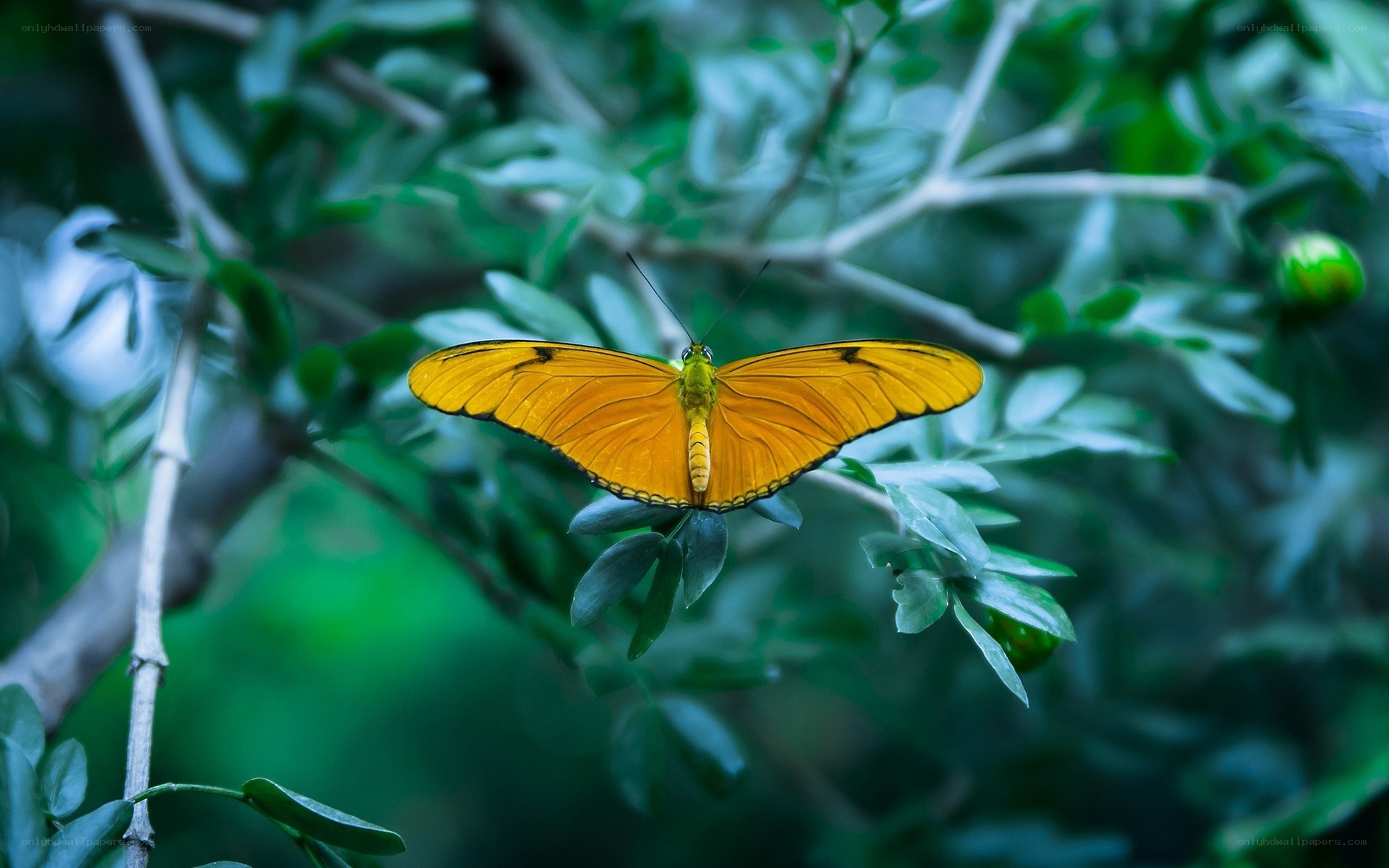 Yellow butterfly on green leaves