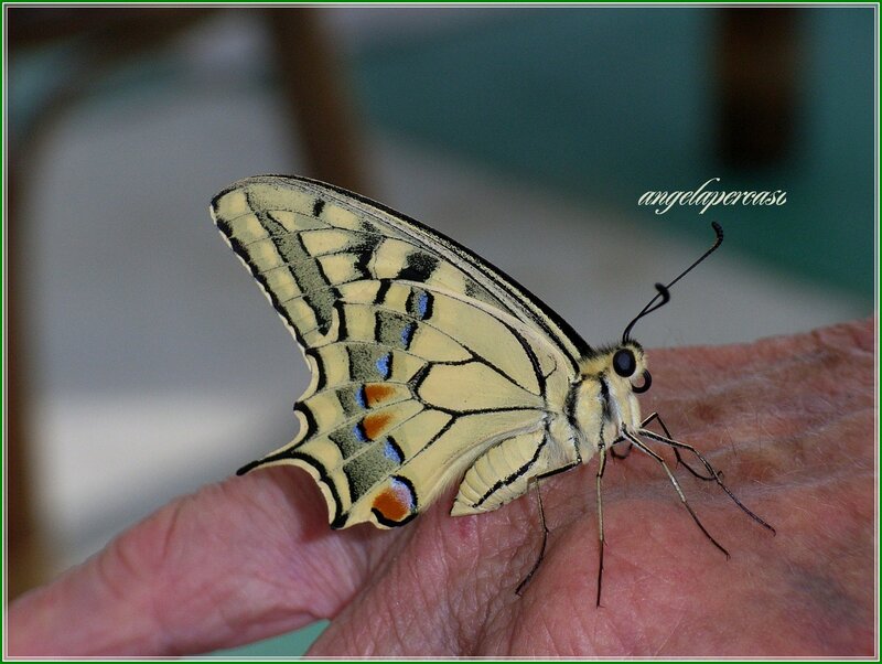 Yellow Butterfly on Hand