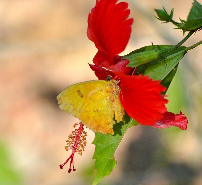 Yellow Butterfly on Hibiscus