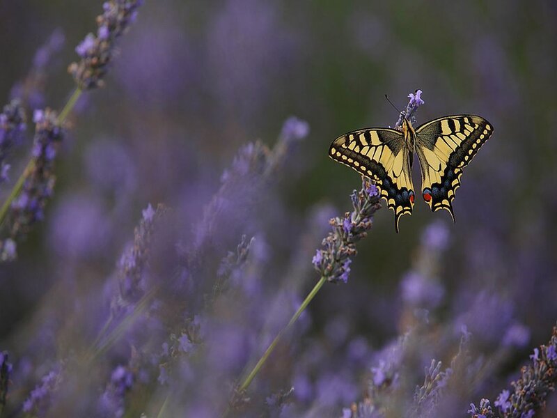 Yellow Butterfly on Lavender