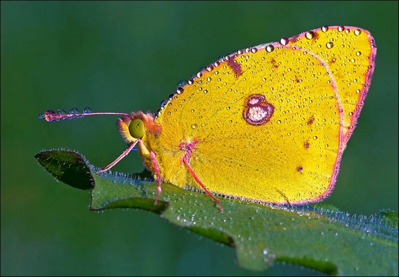 Yellow Butterfly on Leaf — Calm