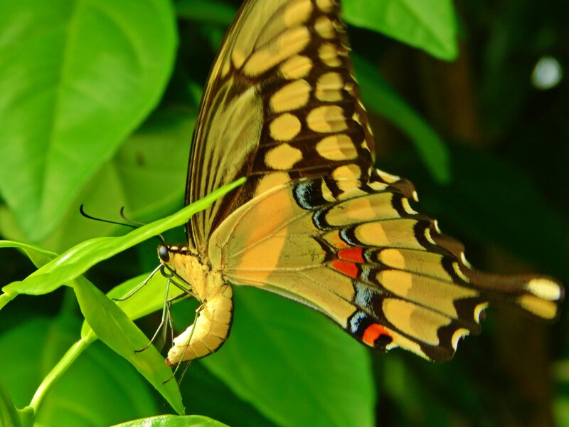Yellow Butterfly on Leaf — Green, Natural
