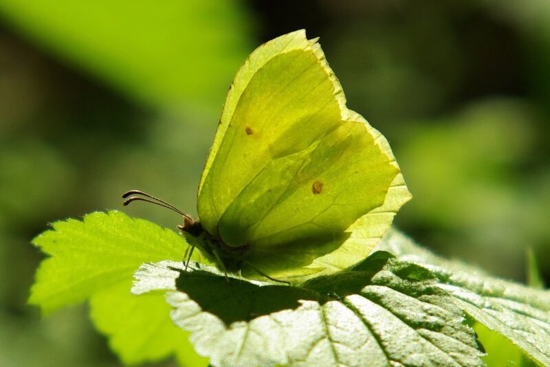 Yellow Butterfly on Leaf — Green