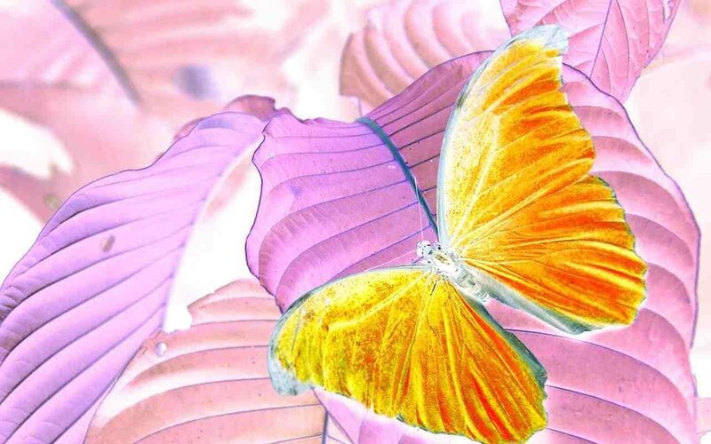 Yellow Butterfly on Leaf — Serene, Digital Art