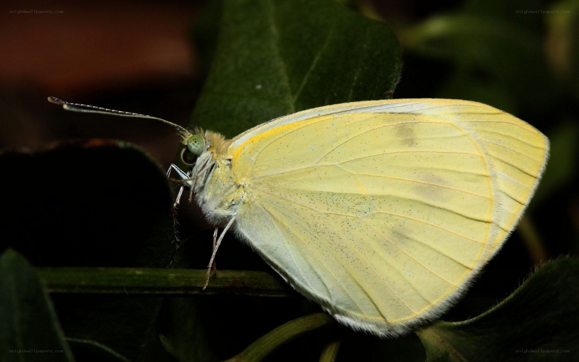 yellow butterfly on leaf