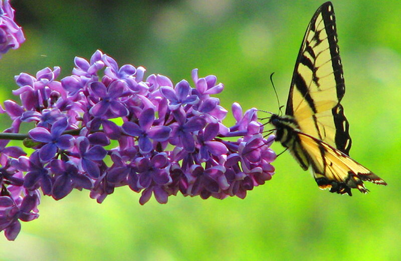 Yellow Butterfly on Lilac — Purple, Calm, Spring