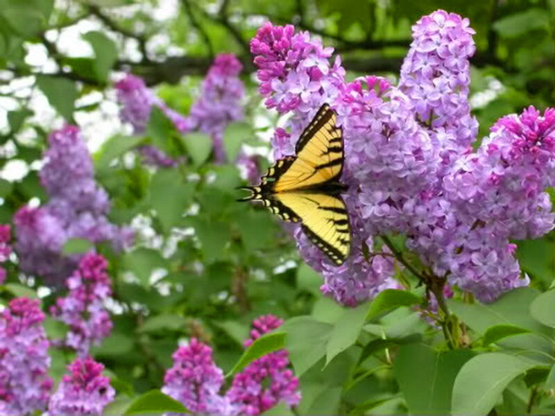 Yellow Butterfly on Lilac — Purple, Calm