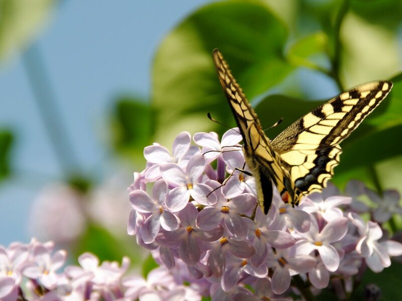 Yellow Butterfly on Lilac — Purple, Serene, Spring, Photograph, Flowers