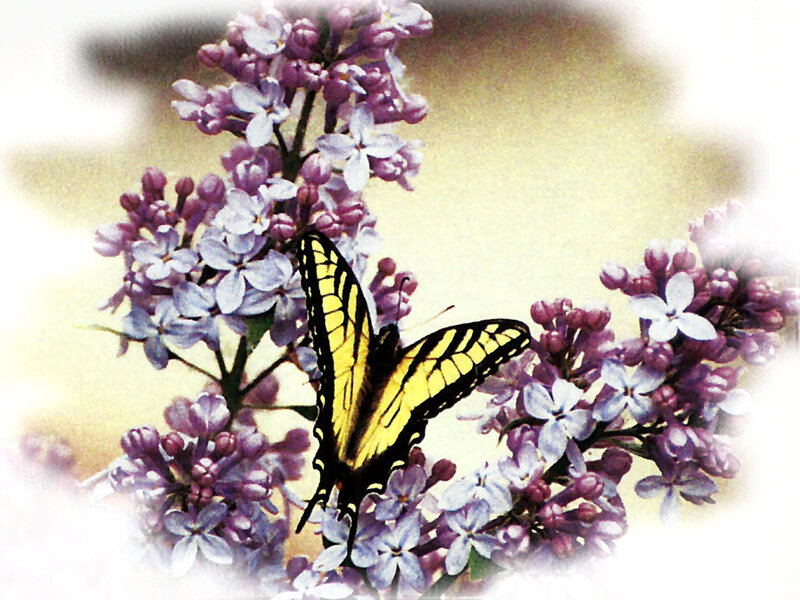 Yellow Butterfly on Lilac — Purple, Serene, Spring, Photograph