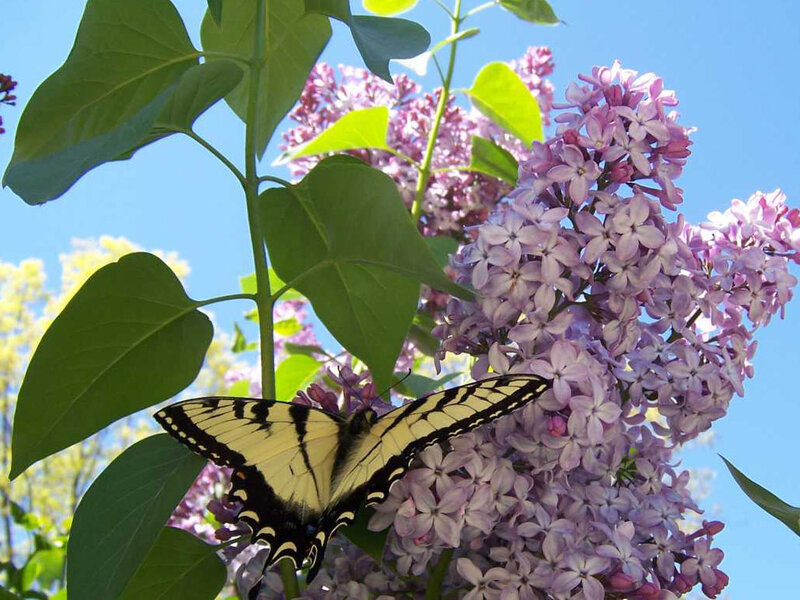 Yellow Butterfly on Lilac — Purple, Serene, Spring