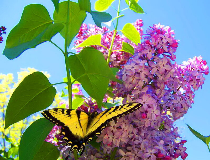 Yellow Butterfly on Lilac — Purple, Serene