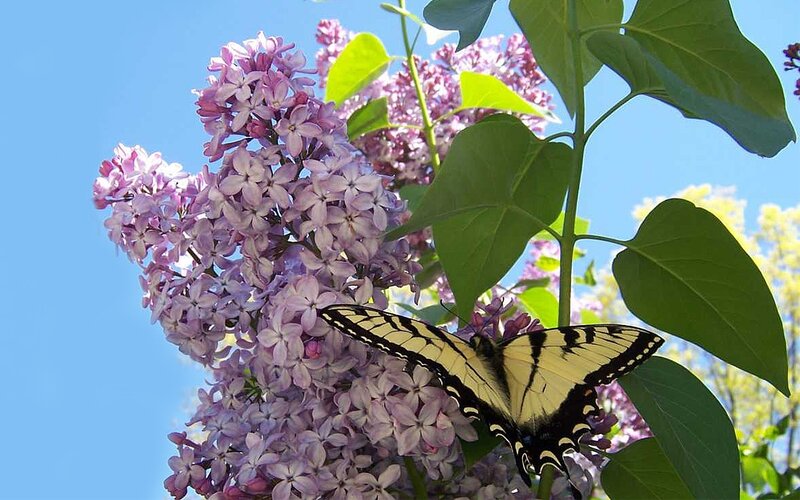 Yellow Butterfly on Lilac — Purple