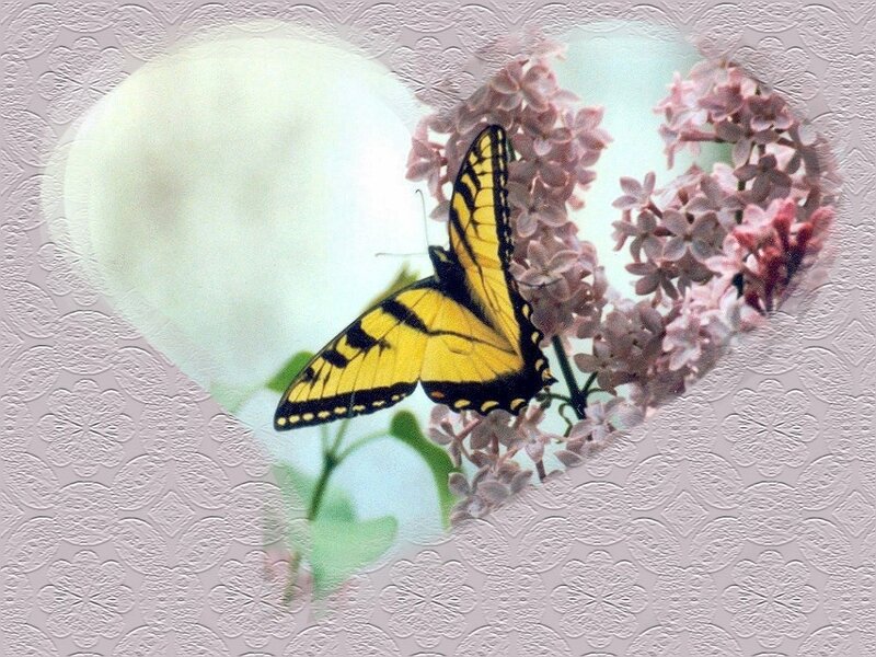 Yellow Butterfly on Lilac