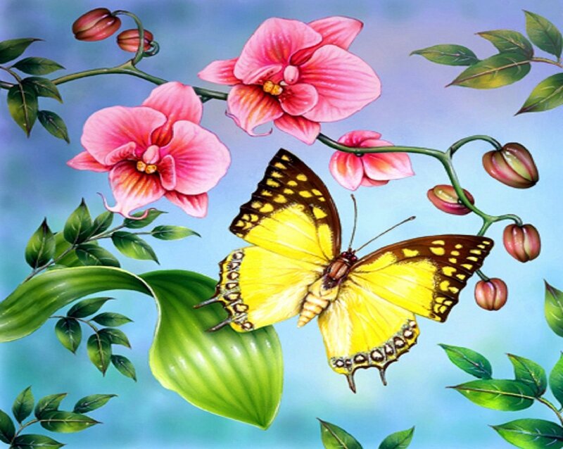 Yellow Butterfly on Orchid