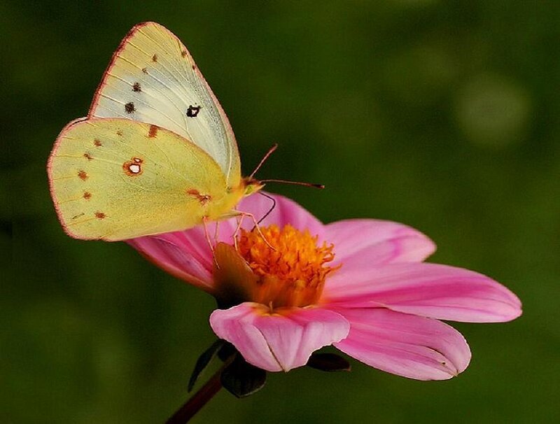 Yellow butterfly on pink flower