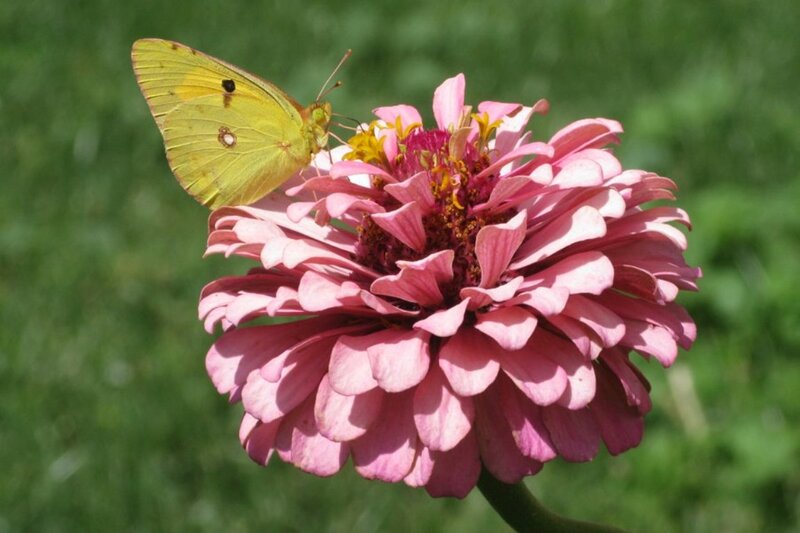 Yellow Butterfly on Pink Flower — Calm, Afternoon