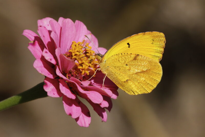 Yellow Butterfly on Pink Flower — Calm