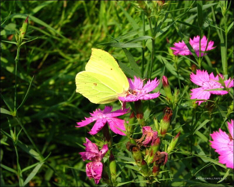 Yellow Butterfly on Pink Flower — Green