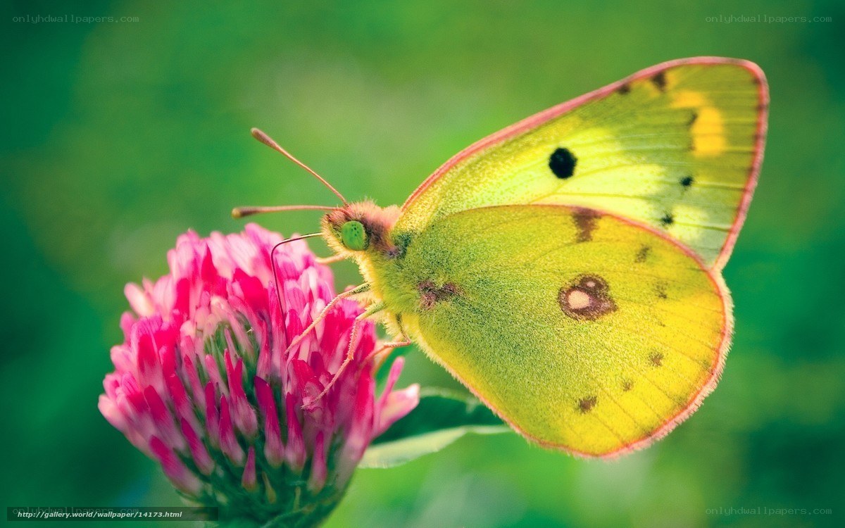 Yellow butterfly on pink flower