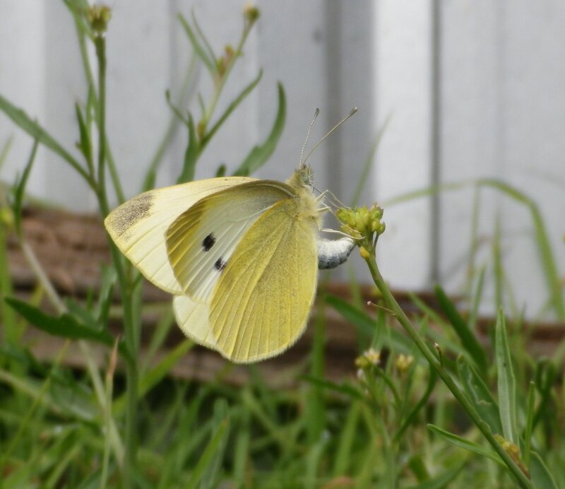 Yellow Butterfly on Plant