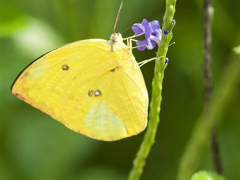 Yellow butterfly on purple flower