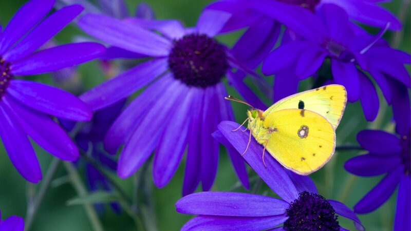 Yellow butterfly on purple flower