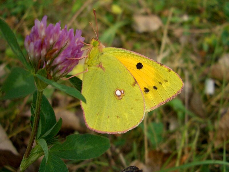 Yellow butterfly on purple flower