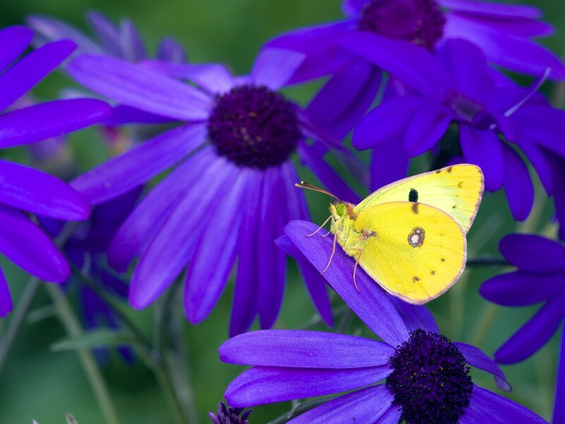 Yellow butterfly on purple flower