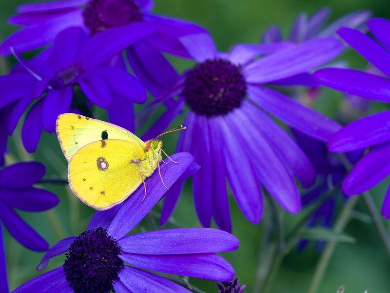 Yellow butterfly on purple flower