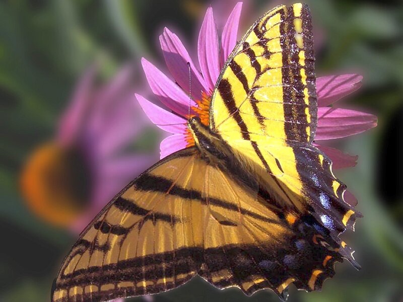 Yellow butterfly on purple flower