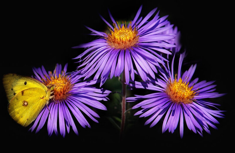 Yellow Butterfly on Purple Flower — Dramatic