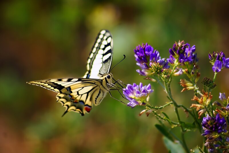 Yellow Butterfly on Purple Flower — Serene