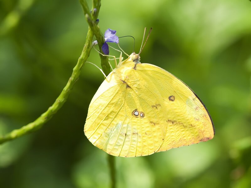 Yellow butterfly on purple flower