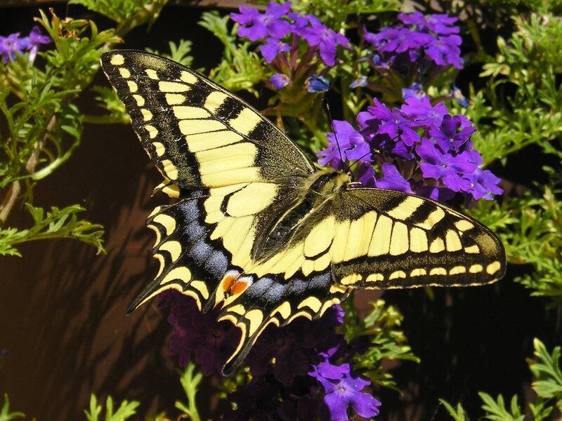 Yellow butterfly on purple flowers