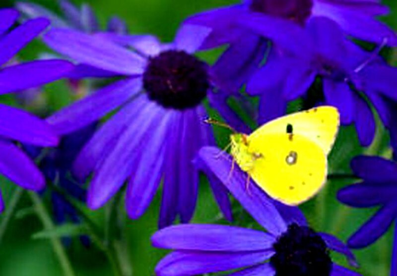 Yellow butterfly on purple flowers