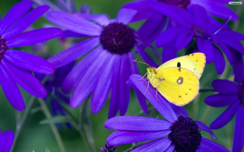 Yellow butterfly on purple flowers