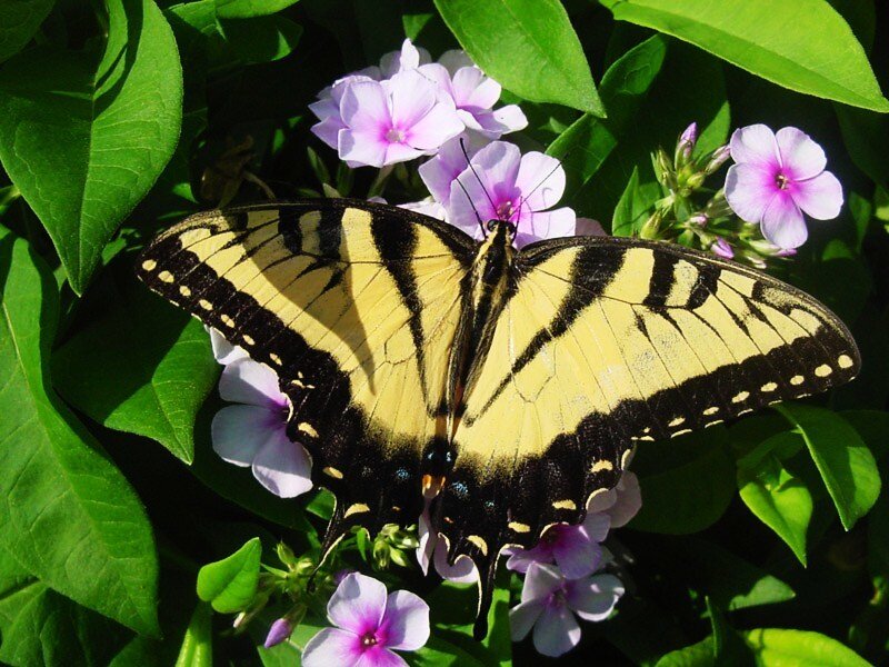 yellow butterfly on purple flowers