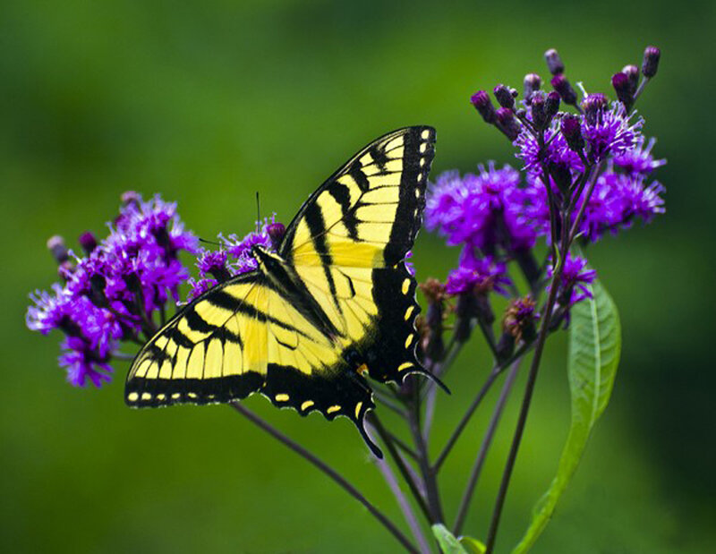 yellow butterfly on purple flowers