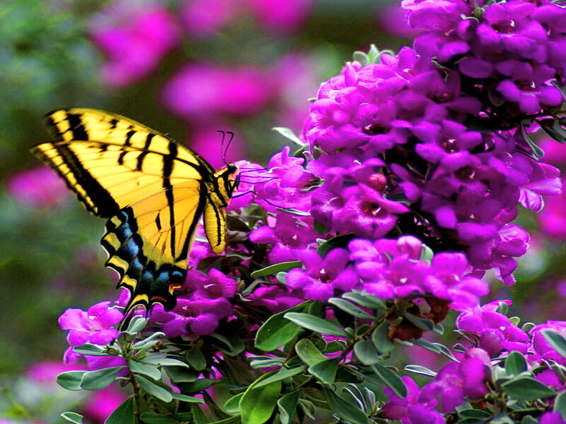 Yellow Butterfly on Purple Flowers — Calm