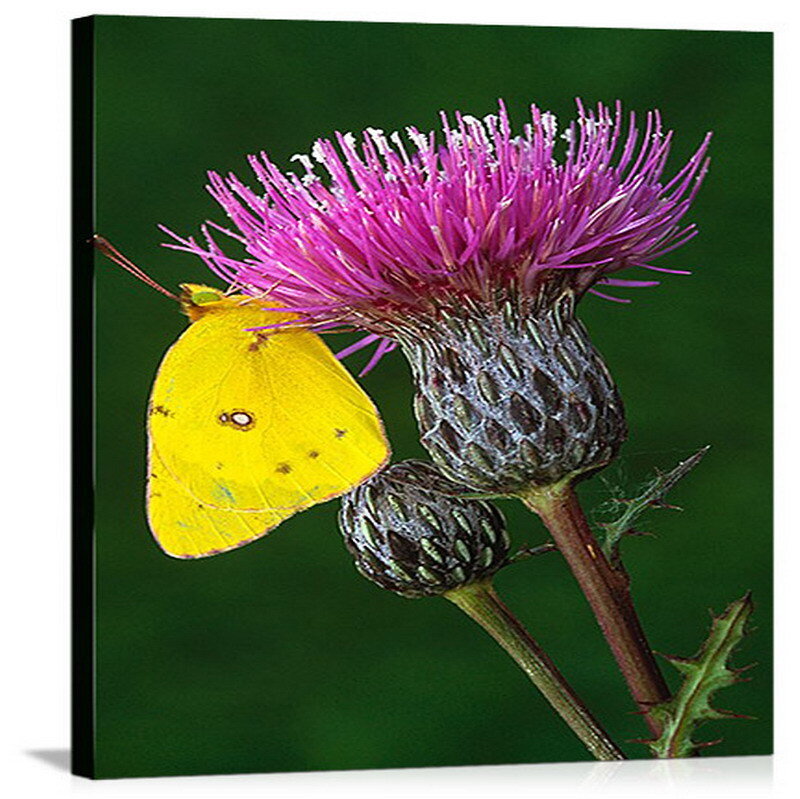 Yellow butterfly on purple thistle