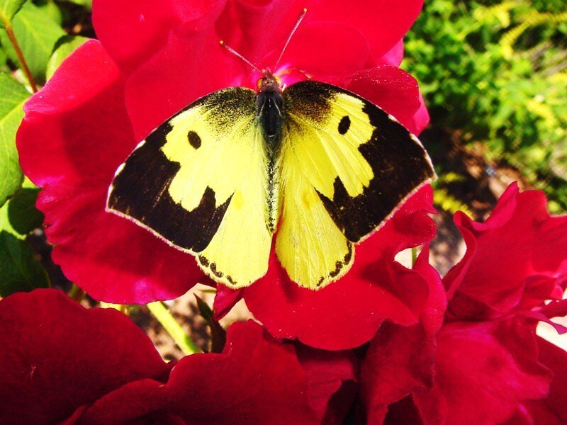 Yellow butterfly on red flower