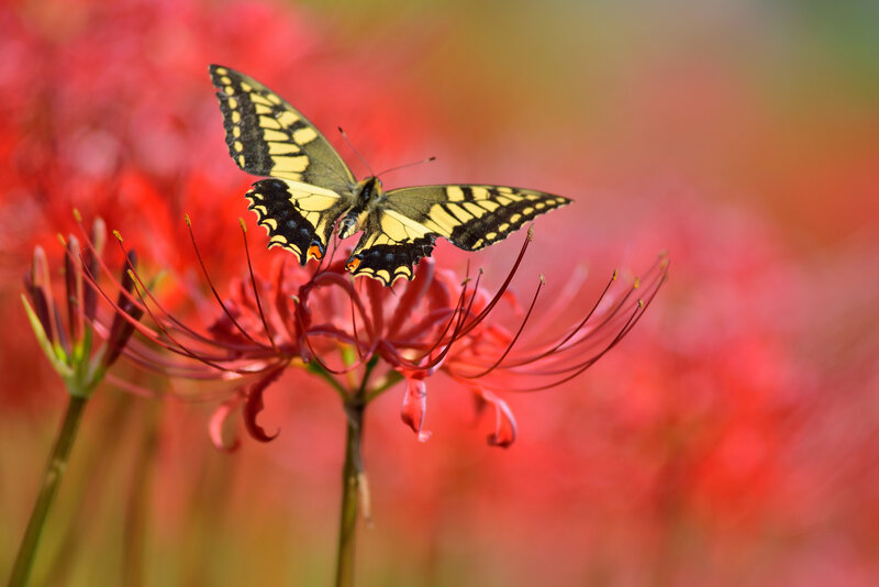 Yellow Butterfly on Red Flower — Serene