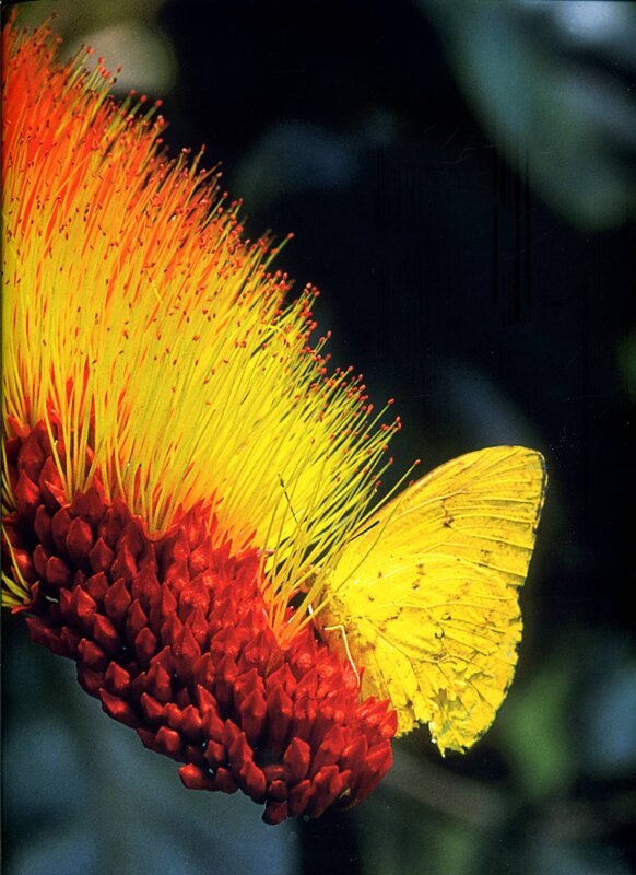 Yellow butterfly on red flower